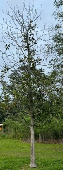 Magnolia tree.